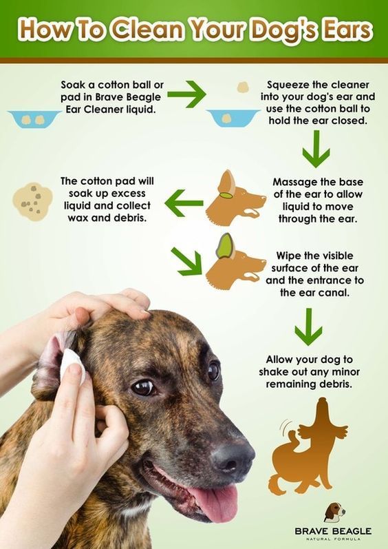 Pin On Dog Training Products