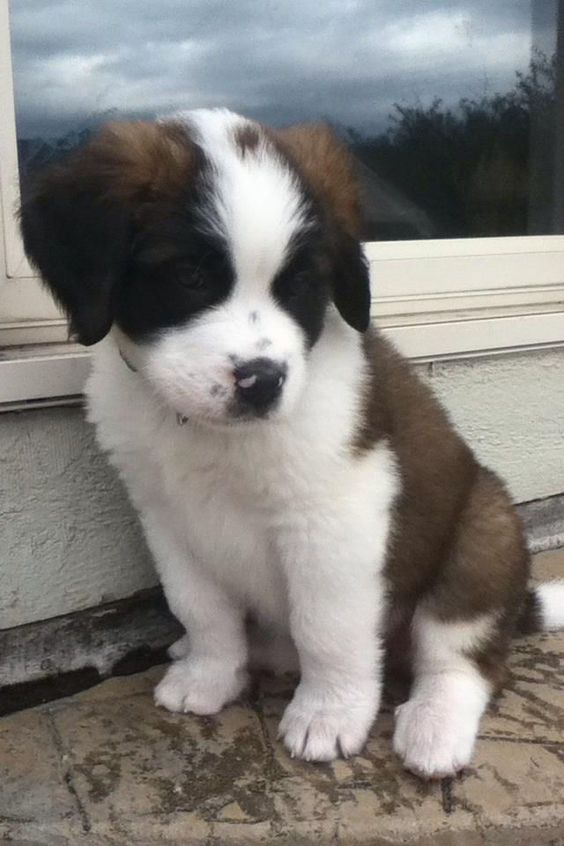 St Bernard puppy "Lexi"