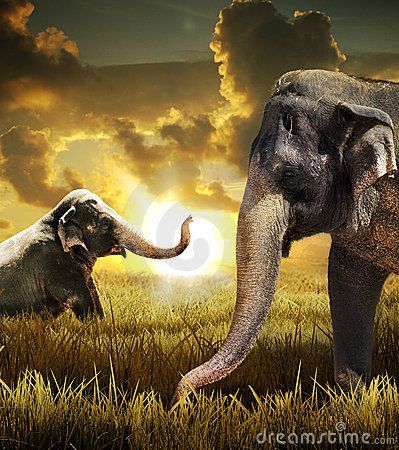 Elephants - Download From Over 25 Million High Quality Stock Photos, Images, Vectors. Sign up for FREE today. Image: 16510606