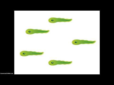 مراحل نمو الضفدع دورة حياة الضفدع Fish Pet Pets Animals
