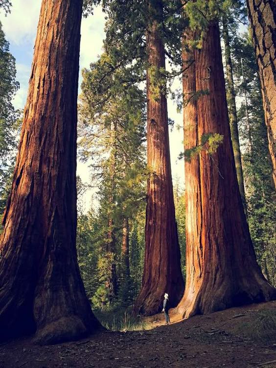 Sequoia National Park, dans l'est de la CalifornieJuste au sud de Yosemite, se dresse la forêt des séquoias géants. Des conifères que l'on retrouve également sur la côte pacifique. La star du parc national : le General Sherman, un sequoia haut de presque 84 mètres. Cet arbre, vieux de 2 200 ans, détient le record du tronc le plus massif au monde, avec une circonférence de 31 mètres à sa base !Voir l'épingle sur Pinterest / Via coffeeinthemountains.tumblr.com