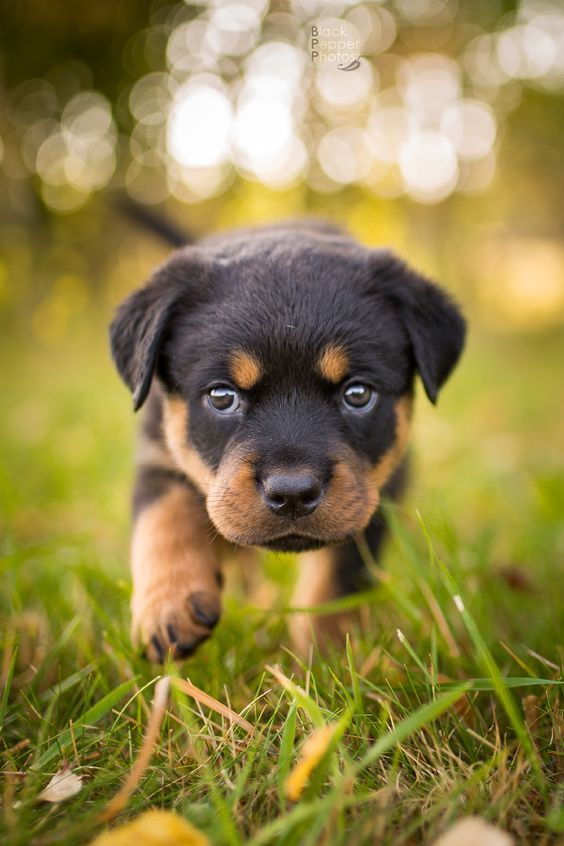 5 Dog Breeds That Are Easy To Train Puppies Rottweiler Puppies