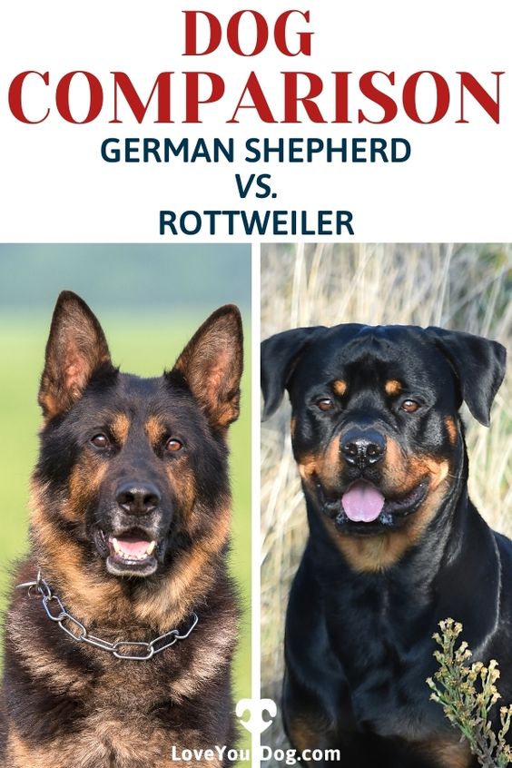 The Rottweiler vs. The German Shepherd: Breed Comparison & Differences