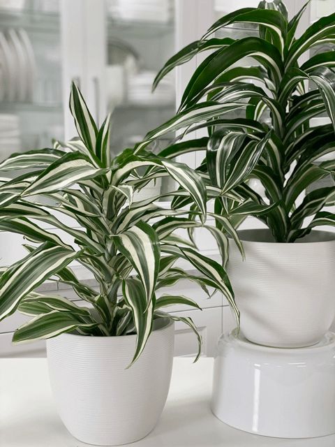 Dracaena jade juweel plant sorg