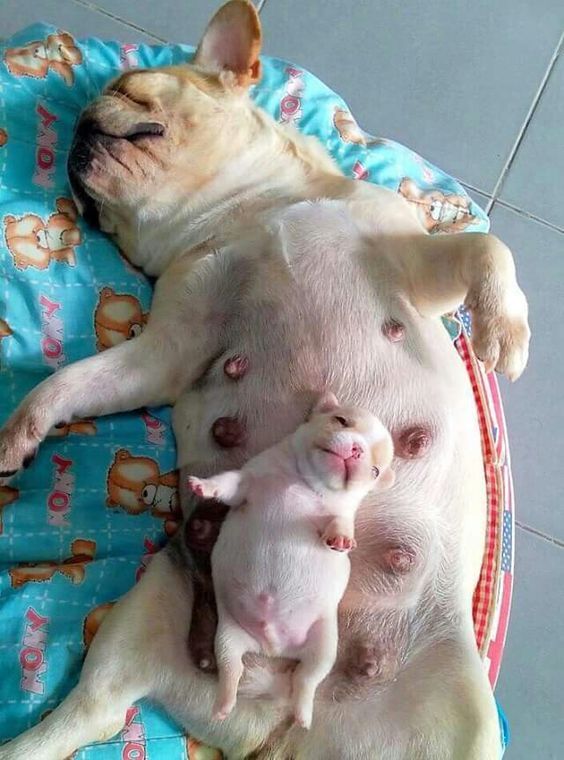 Dogs Sleeping Positions And Habits Tell You A Lot About Their