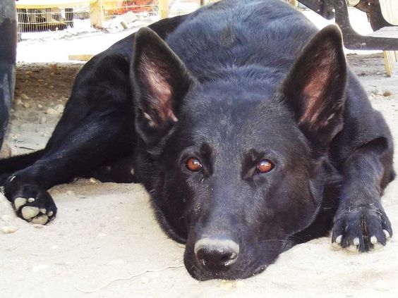 Cross Keys K9 German Shepherds German Shepherd Dog Puppies For