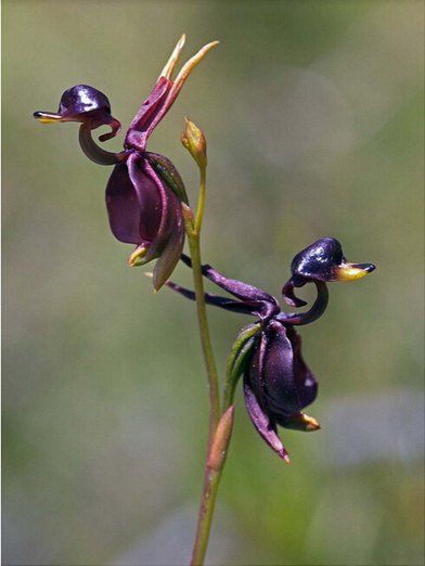 Flying Duck Orchid