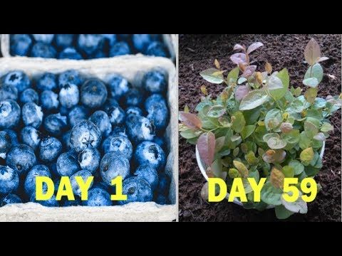 Can You Grow Blueberries In A Pot Indoors How To Grow Blueberries Gardening Tips This Fan Page Has A Wide Range Of Information About G Blueberry Gardening Organic Vegetable Garden Growing Blueberries