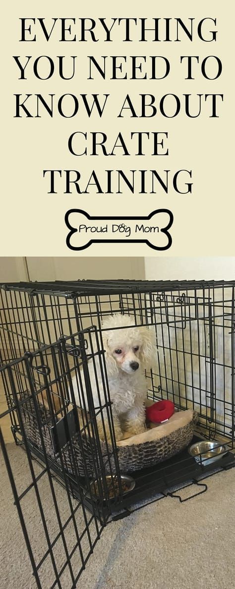 Crate Training 101 Proud Dog Mom Dog Training Tricks