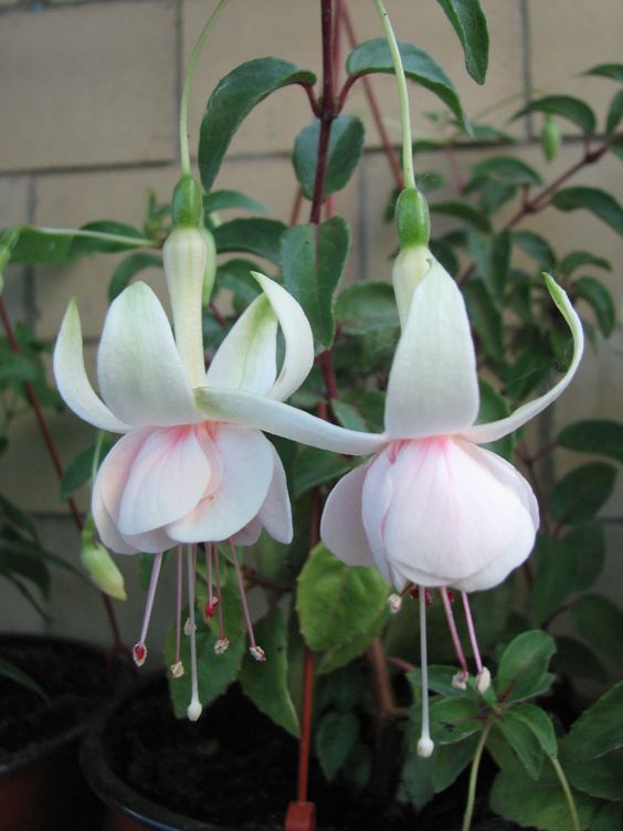 roes-flowars