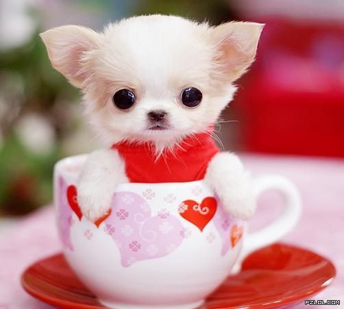 Tiny Teacup Chihuahua Adorable Cute Teacup Puppies