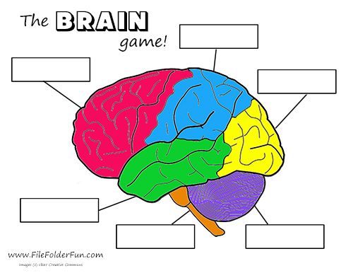 Printable Brain Diagram For Kids Printable Brain Diagram For Kids