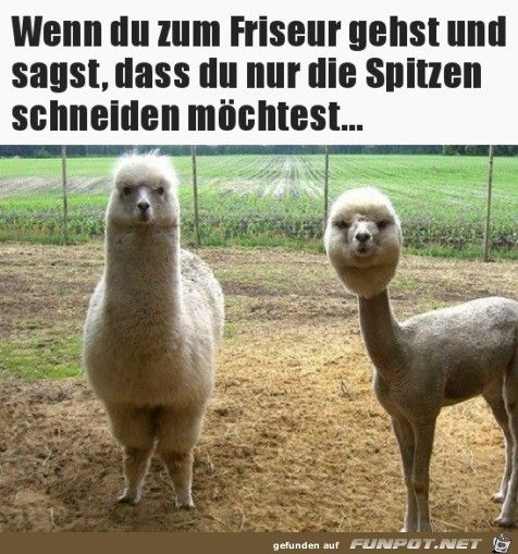 Spitzen Geschnitten Witzige Spruche Lustige Humor Bilder Lustig