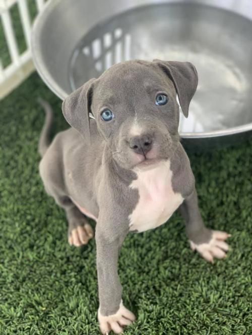 Pin On Pets To Adopt
