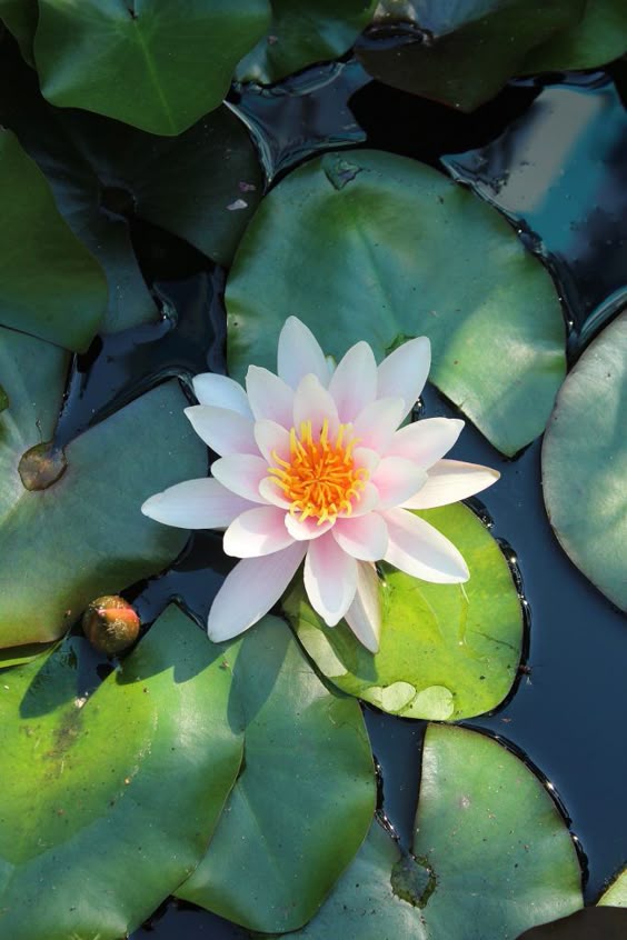 July birth flower: Larkspur & Water Lily - Growing Family