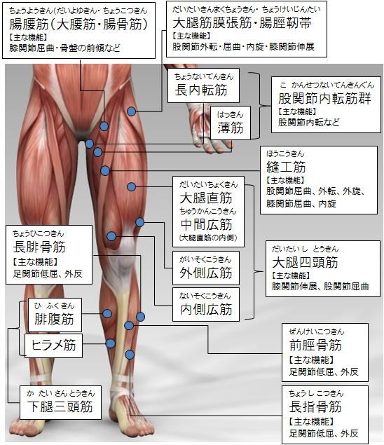 筋トレ大学 各部筋肉の名称 下半身 前側 筋肉解剖学 腰 筋肉 腰 ストレッチ
