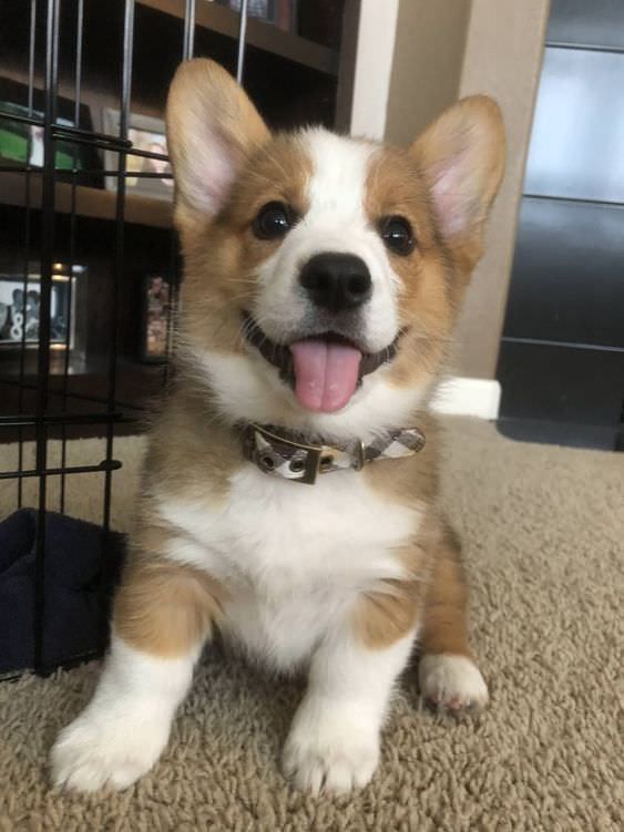 The Queens Corgis Happy Corgi At Queenscorgi Tumblr Com Cute