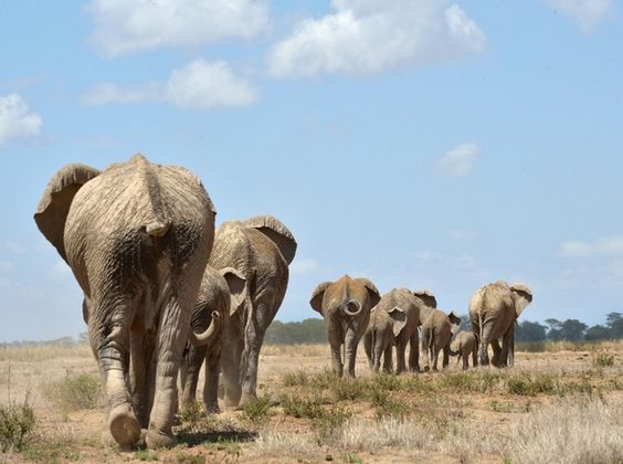 A report by the International Union for Conservation of Nature (IUCN) put Africa\'s total elephant population at around 415,000, a decline of around 111,000 over the past decade