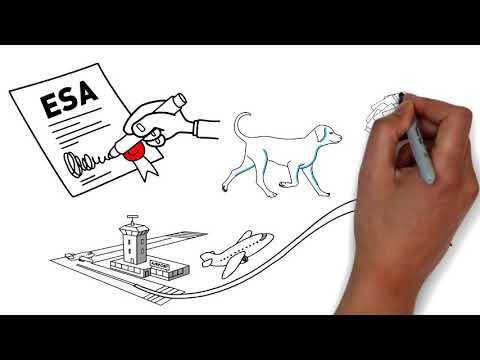 Emotional support animal (ESA) letters in 24 hours or less. Touch ESA offers the ESA letter for housi⦠| Emotional support animal, Animal letters, Emotional support