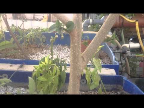 سمك بلطي الكويت استقلال الاسطح للزراعة Youtube Make It Yourself World