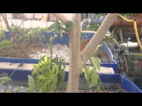 أسماك البلطي الكويت Istiqlal Al Aswaf Agriculture Youtube Make it yourself world