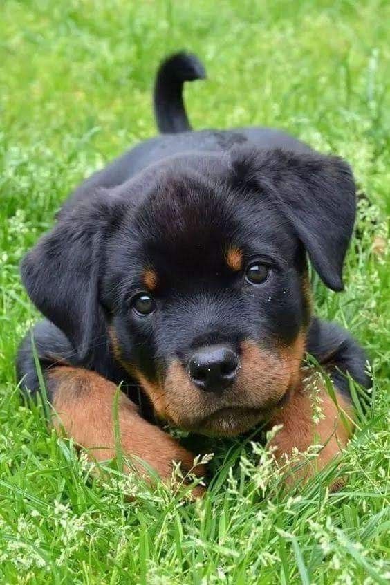 Rottweiler Puppy Xoxo Use My Uber Code Daijaha1 To Get