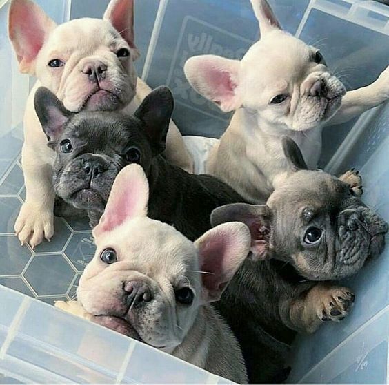 Pin By Kelly Johnson On Family Pets Cute Baby Animals