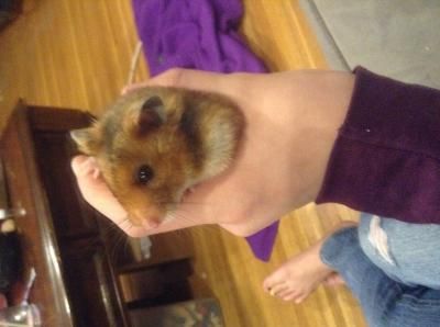 Female Short Haired Hamster Petsmart Cute Female Short Haired Hamster Petsmart Cute Pinterest Cat