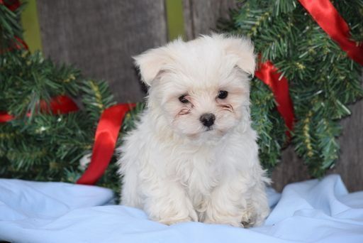 Maltese Puppy For Sale In Fredericksburg Oh Adn 60037 On