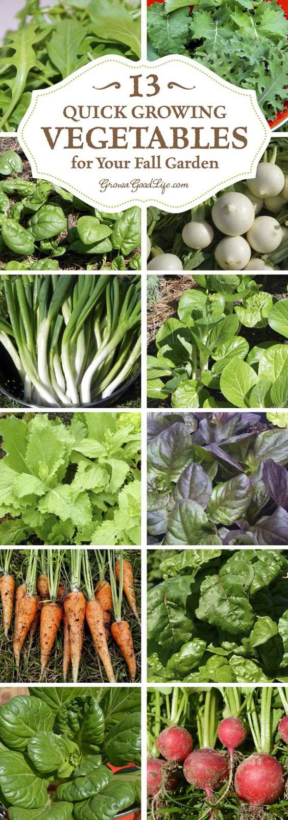 Best 25 Fall ve able gardening ideas on Pinterest Best 25 Fall ve able gardening ideas on Pinterest