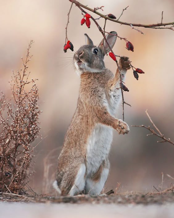 Award-Winning Photographer’s Work Shows What Happens In Nature When The Animals Are Alone And At Peace (30 New Pics)