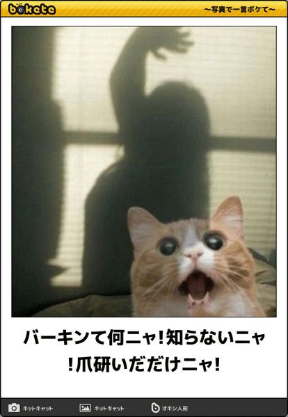 Pin By Ronron Nnn On 動物 Funny Cats Pretty Cats Funny Pictures Pin By Ronron Nnn On 動物 Funny Cats Pretty Cats Funny Pictures