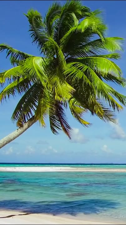 There\'s nothing more relaxing than watching palm trees sway back and forth from the ocean breeze. Imagine your chilling in tropical paradise.