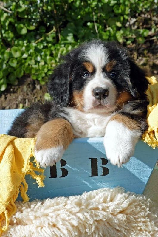 Sign In Bernasennen Hund Berner Sennenhund Welpe Niedliche Welpen