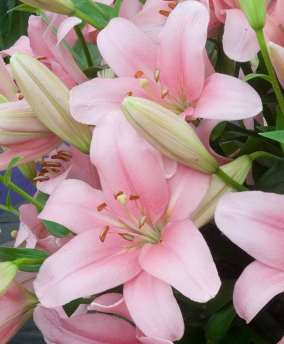 Lilium \'Brindisi\' (Longiflorum-Asiatic Lily)