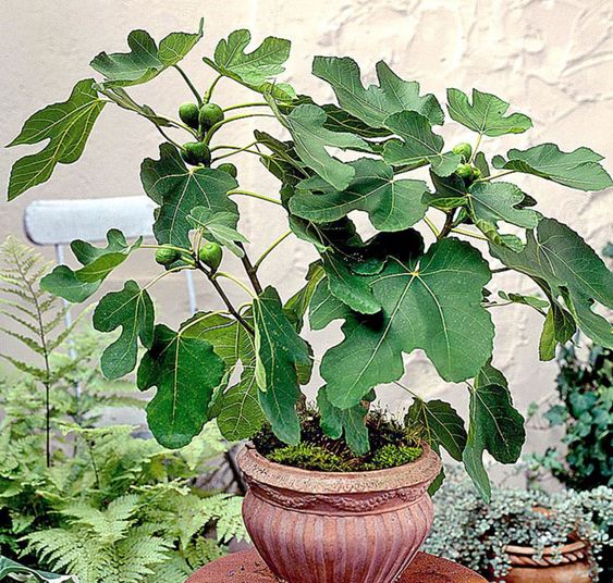 Plantas frutales para macetas: Higos