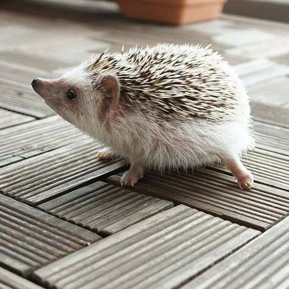 "Hello there Sweetie!"