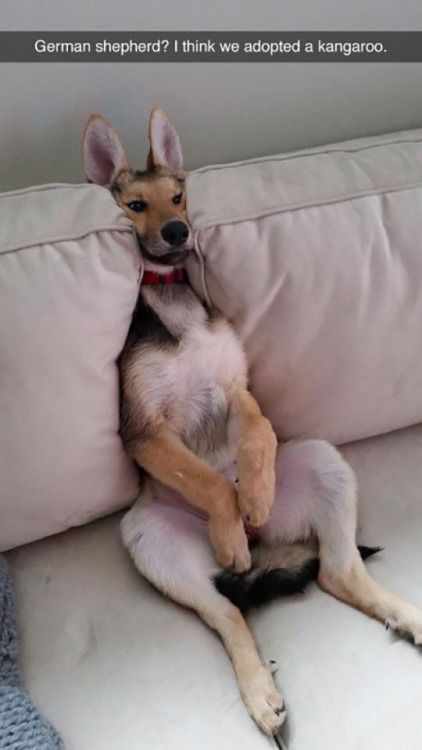 Visit Www Amazingdogtales Com For The Best Funny Dog Joke Picsinspirational Dog Visit Www Amazingdogtales Com For The Best Funny Dog Joke Picsinspirational Dog