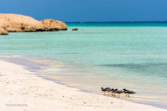 8/4 marsa alam