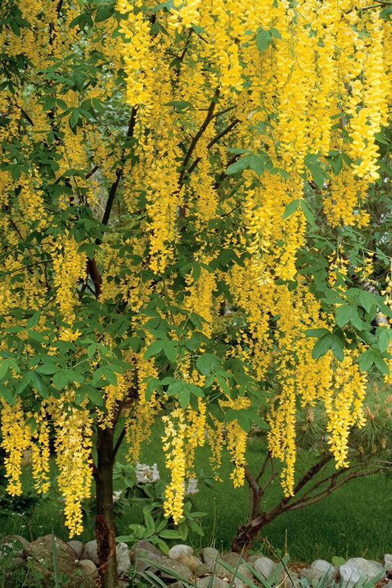 18 Small Trees for Front Yards That Will Add Tons of Color to Your Landscape