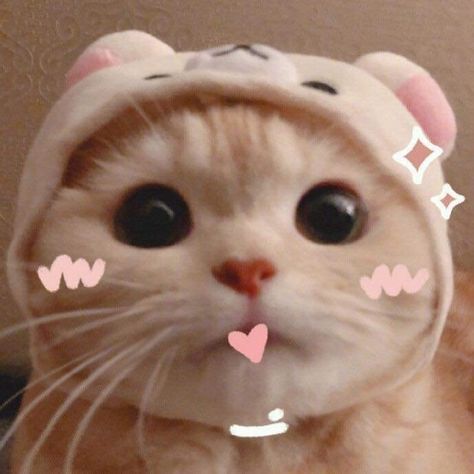 #cats #cat #of #catlover #catlife #catlovers #kitten #pets #meow #kittens #catoftheday #kitty #love #cute #pet #animals