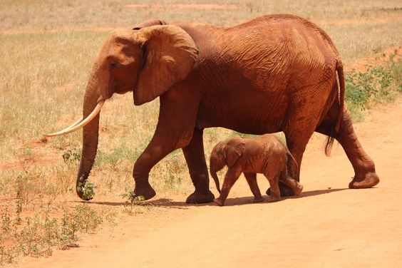 Elephants Herd Photos, Download Free Elephants Herd Stock Photos & HD Images