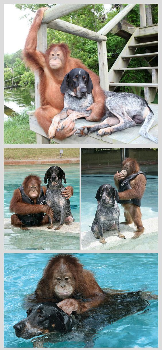 animales te enseñan a refrescarte en días de calor animales te enseñan a refrescarte en días de calor