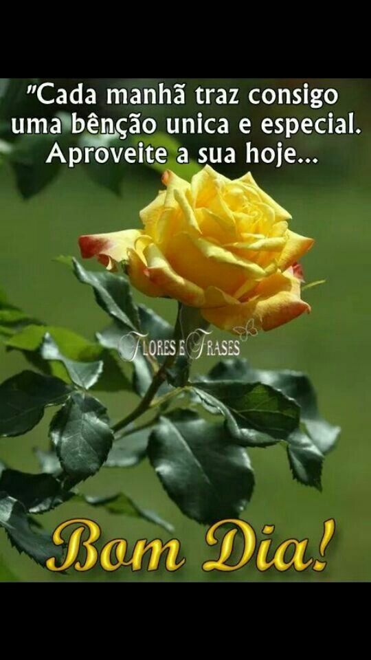 Um Bom Dia exala o perfume das rosas .
