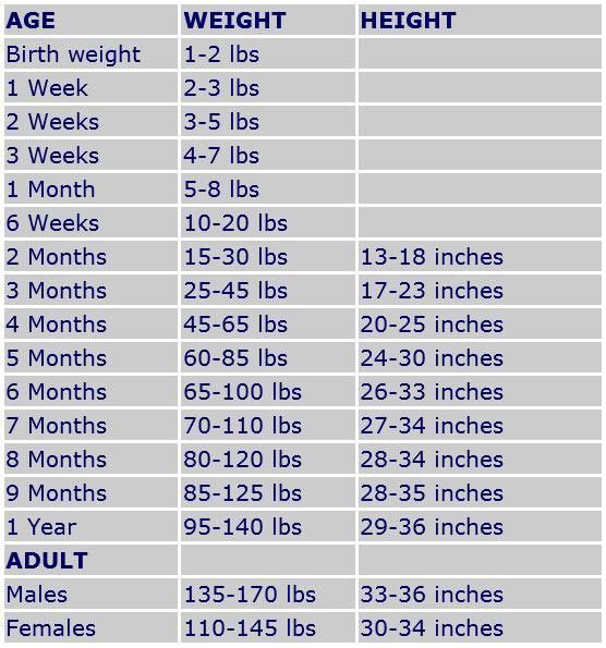 Compare Your Danes Size Using Our Great Dane Growth Chart Showing