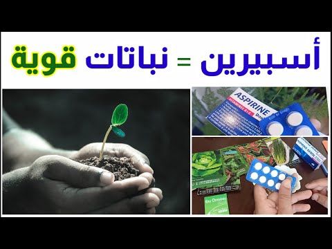 فوائد الاسبرين للنباتات مبيد فطري و حشري و محفز انبات آمن و رخيص و طبيعي Aspirin Youtube Fruit Blueberry