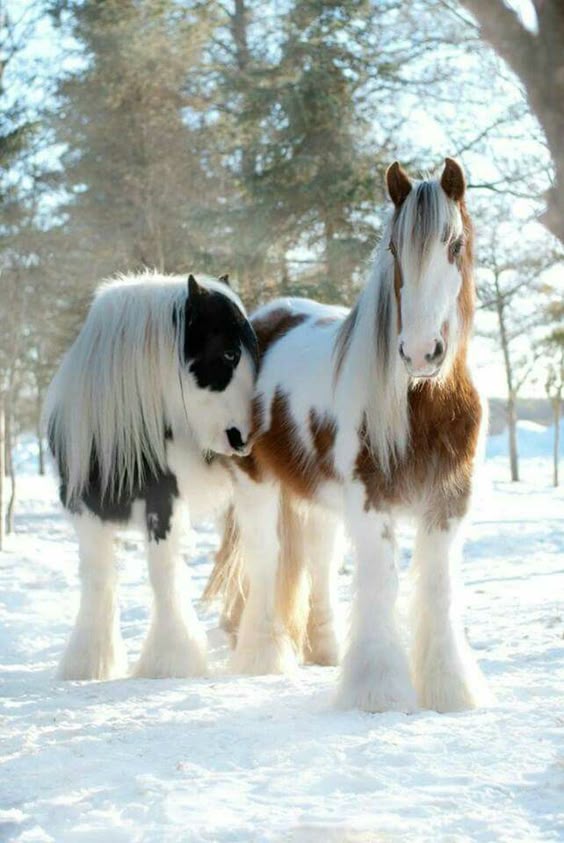 Pine Valley Gypsy Vanner Drum horses photo by Kim Boulet