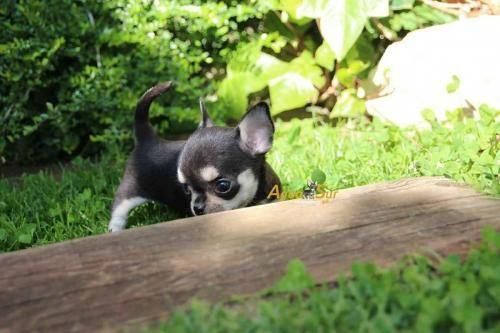 Waldorf Md Chihuahua Mix Meet Pico A Puppy For Adoption