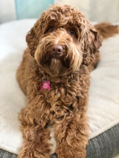 Red Australian Labradoodle From Rue And Slick Labradoodle