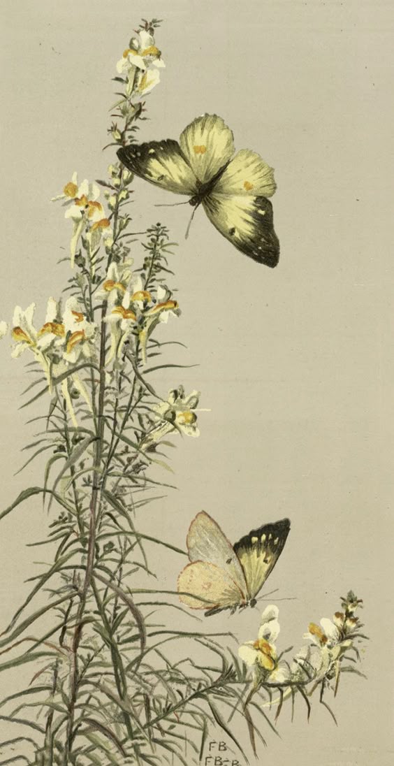 6 Beautiful Insects with Flowers Images!
